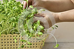 Woman hand growing green sunflower sprout in basket at home