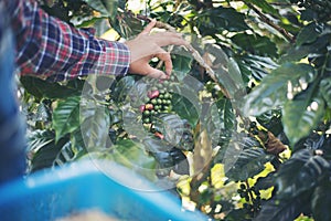 Woman hand is harvesting the coffee beans, Picking coffee bean from coffee