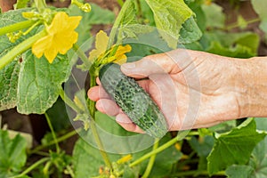 Woman Hand Hold Fresh Vegetable Of Cucumber.