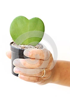 Woman hand hold green leaf and red heart shape in flower pot
