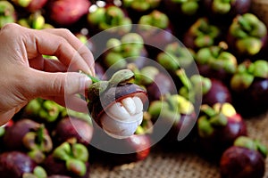 Woman hand hold Mangosteen cut in half o Mangostana Garcinia background photo