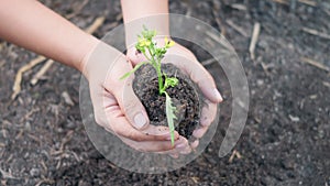 Woman hand hold planting growing a tree in soil on the garden