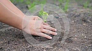 Woman hand hold planting growing a tree in soil on the garden