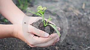 Woman hand hold planting growing a tree in soil on the garden