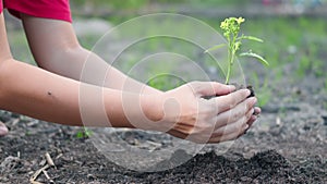 Woman hand hold planting growing a tree in soil on the garden