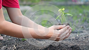 Woman hand hold planting growing a tree in soil on the garden