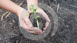 Woman hand hold planting growing a tree in soil on the garden