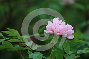 Woman hand hold red pink colorful peony under sunshine in summer spring autumn park beautiful scenery veiw scene pretty flower