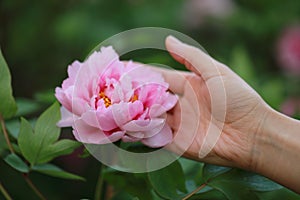 Woman hand hold red pink colorful peony under sunshine in summer spring autumn park beautiful scenery veiw scene pretty flower