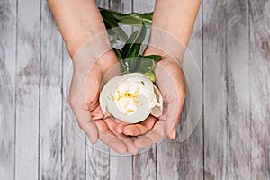 A woman hand hold a white peony flower. Light wood background. Top view.