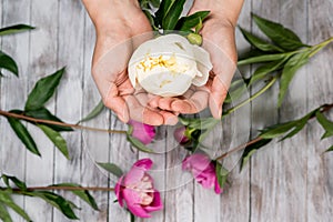 A woman hand hold a white peony flower. Light wood background. Top view.