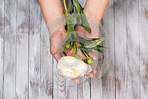 A woman hand hold a white peony flower. Light wood background. Top view.