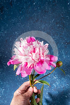 Woman hand holding beautiful gentle pink peony on blue textured backdrop in trendy style with shadows. Copy space