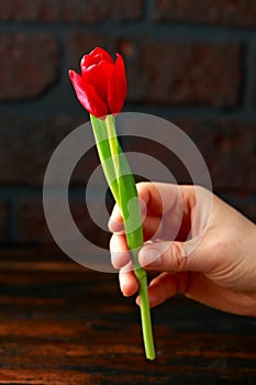 Woman hand holding beautiful red tulip on dark background