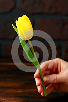 Woman hand holding beautiful yellow tulip on dark background