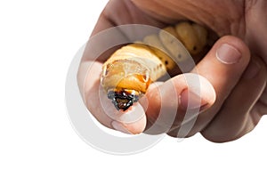 Woman hand holding Beetle Worm of Scarab Beetle is dangerous insect pest with Mango tree borer. Batocera rufomaculata for eating