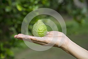 Woman hand holding bergamot on tree