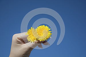 Woman hand holding a blooming beautiful yellow dandelion with clearly blue sky background