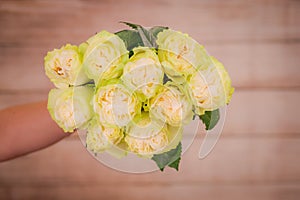 Woman Hand holding a bouquet of Moonstone Garden roses variety, studio shot, white flowers