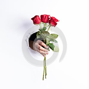 Woman hand holding bouquet of three red roses through torn hole in white paper wall. Creative Valentine`s day concept