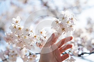 Woman hand holding a branch of cherry blossom flowers on the tree. Hand reaching for a sakura flowers.