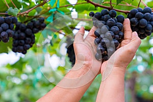 A woman hand holding a bunch of black grapes