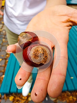 Woman hand holding a bunch of Chestnuts outdoors, picked from the forest floor in Budapest, Hungary.