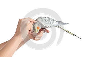 Woman hand holding and caressing a cockatiel bird