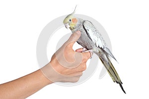 Woman hand holding and caressing with thumb a cockatiel bird photo