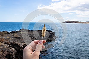 Woman hand holding cat tail grass pennisetum setaceum with the blue ocean background, Tenerife, Canary Islands, Spain - Image