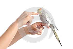 Woman hand holding a cockatiel bird nibbling her finger