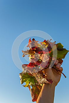 Woman hand holding colorful autumn leaves, clear sky background