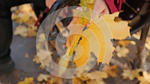 Woman hand holding colorful autumn leaves on a park bench