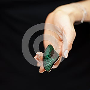 Woman hand holding exotic butterfly wing, sensual studio shot