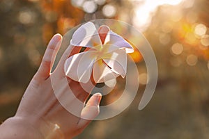 Woman hand holding frangipani flower at sunset close up