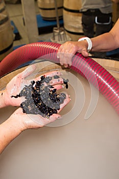 Woman hand holding fresh bunch of grapes in cellar in harvesting time