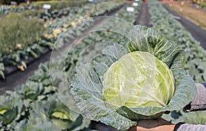 Woman hand holding fresh cabbage harvest from field plant.