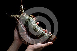Woman hand holding fresh raw Tiger Prawn and spiny lobster on black background