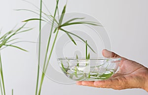 Woman hand holding glass bowl with cut umbrella of Cyperus plant and water for rooting on the white background