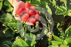 Woman hand holding handful of ripe strawberries, just harvested