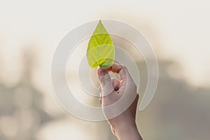 Woman hand holding the leaf