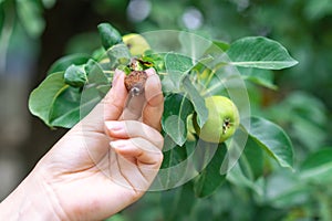 The woman hand holding little dried pear close to fresh ones on the green branches on fruit tree.