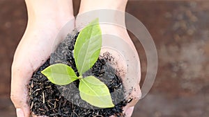 Woman hand holding a little green tree plant.