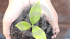 Woman hand holding a little green tree plant