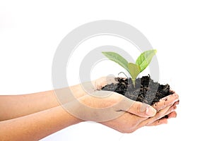 Woman hand holding a little green tree plant.