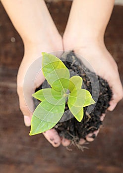 Woman hand holding a little green tree plant