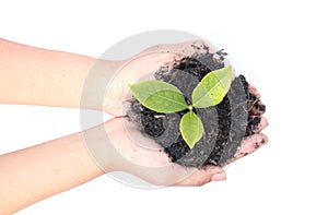 Woman hand holding a little green tree plant