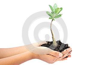 Woman hand holding a little green tree plant