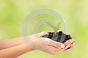 Woman hand holding a little green tree plant