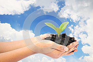 Woman hand holding a little green tree plant